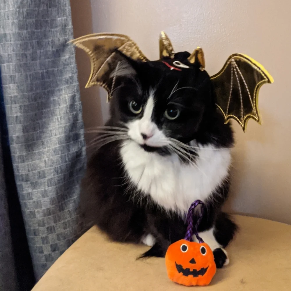 Cat Halloween Costume Set: Witch, Devil Bat Costume - Red, Black, Gold, Purple